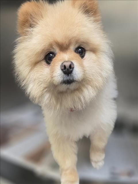 Shelter Stray Male Dog last seen , 3201 Lacy St, Los Angeles, CA 90031, USA