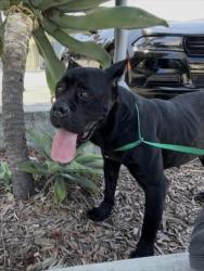 Shelter Stray Female Dog last seen , 1850 W 60th St, Los Angeles, CA 90047, USA