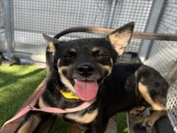 Shelter Stray Male Dog last seen , 1850 W 60th St, Los Angeles, CA 90047, USA