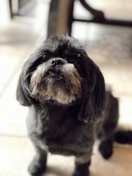 Lost Female Dog last seen E Orange & Olvin rd, Pearland, TX 77581