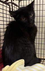 Shelter Stray Unknown Cat last seen SHADY LEAF WAY & FIG LEAF CT, 2127 Front St, Sacramento, CA 95818, USA