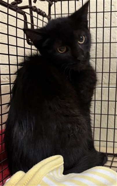 Shelter Stray Unknown Cat last seen SHADY LEAF WAY & FIG LEAF CT, 2127 Front St, Sacramento, CA 95818, USA