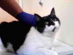Shelter Stray Male Cat last seen 52ND ST & 9TH AVE, 2127 Front St, Sacramento, CA 95818, USA