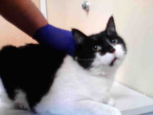 Shelter Stray Male Cat last seen 52ND ST & 9TH AVE, 2127 Front St, Sacramento, CA 95818, USA