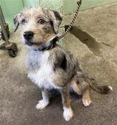 Shelter Stray Female Dog last seen BARTLETT LN & ROYALE RD, 2127 Front St, Sacramento, CA 95818, USA