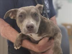 Shelter Stray Female Dog last seen , 14409 Vanowen St, Van Nuys, CA 91405, USA