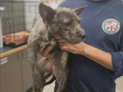 Shelter Stray Female Dog last seen , 14409 Vanowen St, Van Nuys, CA 91405, USA