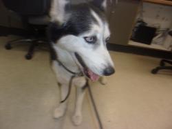 Shelter Stray Female Dog last seen , 14409 Vanowen St, Van Nuys, CA 91405, USA