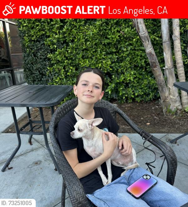 Lost Male Dog last seen Santa Monica and La Brea, West Hollywood, Los Angeles, CA 90046