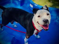 Shelter Stray Male Dog last seen , 2769 Conroy Rd, Orlando, FL 32839, USA