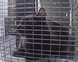 Shelter Stray Male Cat last seen CHARLOTTE, 8315 Byrum Dr, Charlotte, NC 28217, USA