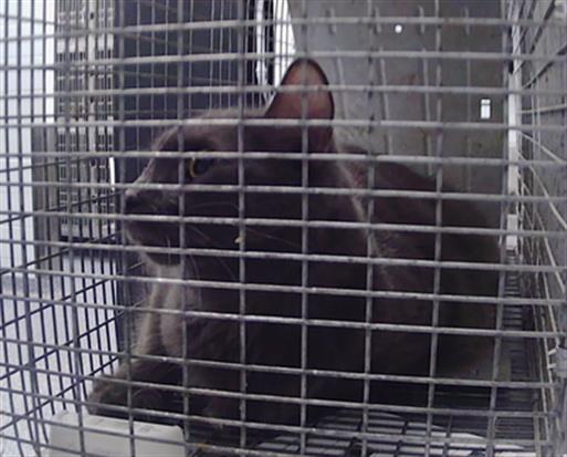 Shelter Stray Male Cat last seen CHARLOTTE, 8315 Byrum Dr, Charlotte, NC 28217, USA