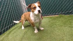 Shelter Stray Male Dog last seen , 11258 Garfield Ave, Downey, CA 90242, USA