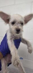Shelter Stray Female Dog last seen PERRIS HILL PARK RD AND GILBERT ST, 333 Chandler Pl, San Bernardino, CA 92408, USA