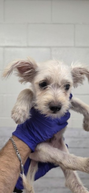 Shelter Stray Male Dog last seen PERRIS HILL PARK RD AND GILBERT ST, 333 Chandler Pl, San Bernardino, CA 92408, USA