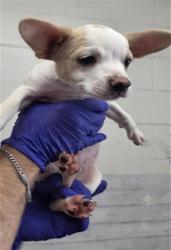 Shelter Stray Female Dog last seen PERRIS HILL PARK RD AND GILBERT ST, 333 Chandler Pl, San Bernardino, CA 92408, USA