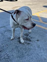 Shelter Stray Female Dog last seen Near BLOCK SW 100TH ST, 3599 NW 79th Ave, Doral, FL 33122, USA