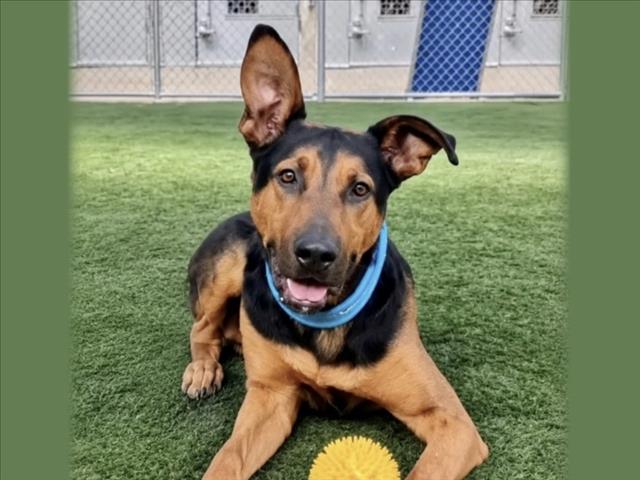 Shelter Stray Male Dog last seen , 957 N Gaffey St, San Pedro, CA 90731, USA