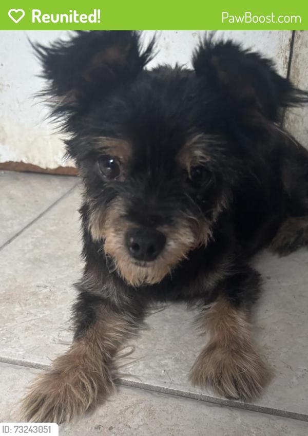Reunited Unknown Dog last seen 36th between Australian and Broadway, West Palm Beach, FL 33407
