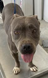Shelter Stray Female Dog last seen Near BLOCK BUENA VISTA BLVD, ARVIN CA 93203, 3951 Fruitvale Ave, Bakersfield, CA 93308, USA