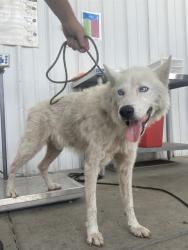 Shelter Stray Male Dog last seen Near BLOCK LOMA LINDA DR, BAKERSFIELD CA 93305, 3951 Fruitvale Ave, Bakersfield, CA 93308, USA