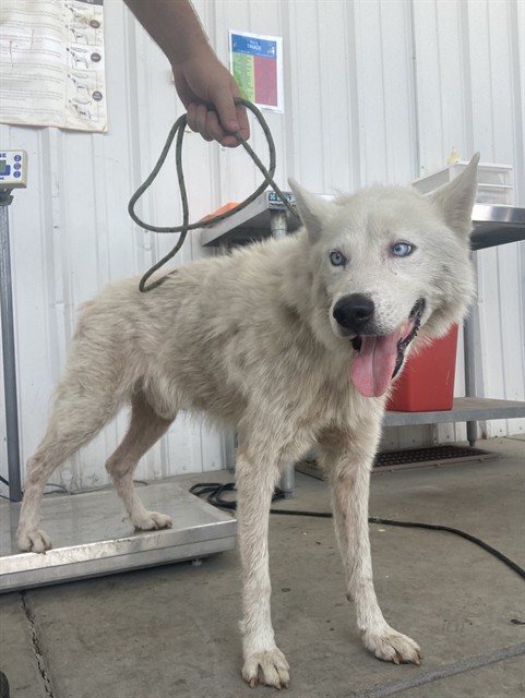 Shelter Stray Male Dog last seen Near BLOCK LOMA LINDA DR, BAKERSFIELD CA 93305, 3951 Fruitvale Ave, Bakersfield, CA 93308, USA