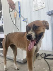 Shelter Stray Female Dog last seen Near BLOCK EASTER ST, BAKERSFIELD CA 93307, 3951 Fruitvale Ave, Bakersfield, CA 93308, USA