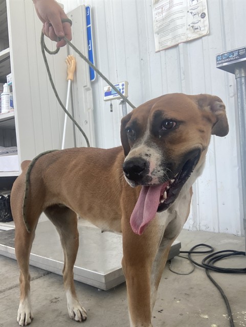 Shelter Stray Female Dog last seen Near BLOCK EASTER ST, BAKERSFIELD CA 93307, 3951 Fruitvale Ave, Bakersfield, CA 93308, USA