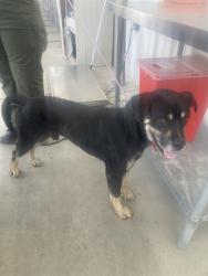 Shelter Stray Male Dog last seen Near BLOCK EASTER ST, BAKERSFIELD CA 93307, 3951 Fruitvale Ave, Bakersfield, CA 93308, USA