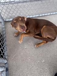 Shelter Stray Female Dog last seen Near BLOCK GAIL MARIE DR, LAMONT CA 93241, 3951 Fruitvale Ave, Bakersfield, CA 93308, USA