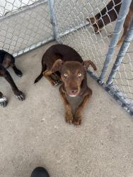 Shelter Stray Female Dog last seen Near BLOCK GAIL MARIE DR, LAMONT CA 93241, 3951 Fruitvale Ave, Bakersfield, CA 93308, USA