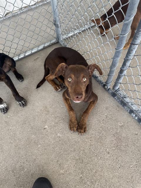 Shelter Stray Female Dog last seen Near BLOCK GAIL MARIE DR, LAMONT CA 93241, 3951 Fruitvale Ave, Bakersfield, CA 93308, USA