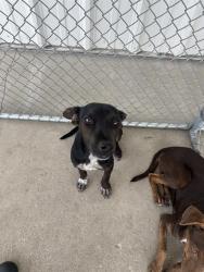 Shelter Stray Male Dog last seen Near BLOCK GAIL MARIE DR, LAMONT CA 93241, 3951 Fruitvale Ave, Bakersfield, CA 93308, USA