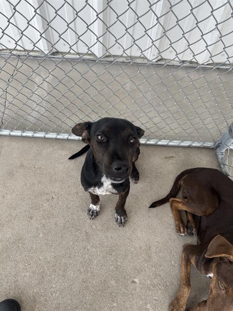 Shelter Stray Male Dog last seen Near BLOCK GAIL MARIE DR, LAMONT CA 93241, 3951 Fruitvale Ave, Bakersfield, CA 93308, USA