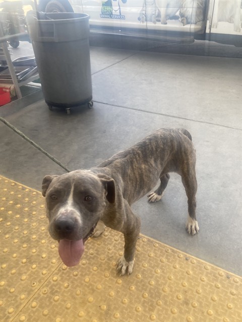 Shelter Stray Male Dog last seen Near BLOCK VINELAND RD, BAKERSFIELD CA 93307, 3951 Fruitvale Ave, Bakersfield, CA 93308, USA