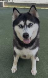 Shelter Stray Female Dog last seen , 11361 W Pico Blvd, Los Angeles, CA 90064, USA