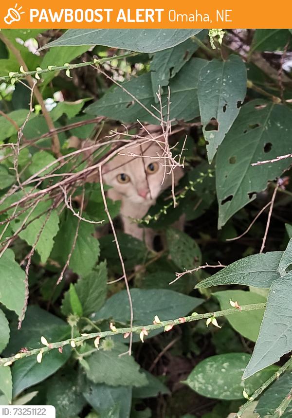Found/Stray Unknown Cat last seen Ja Creighton Omaha ne, Omaha, NE 68114