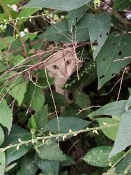 Found/Stray Unknown Cat last seen Ja Creighton Omaha ne, Omaha, NE 68114