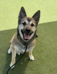 Shelter Stray Female Dog last seen , 11361 W Pico Blvd, Los Angeles, CA 90064, USA
