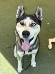 Shelter Stray Male Dog last seen , 11361 W Pico Blvd, Los Angeles, CA 90064, USA