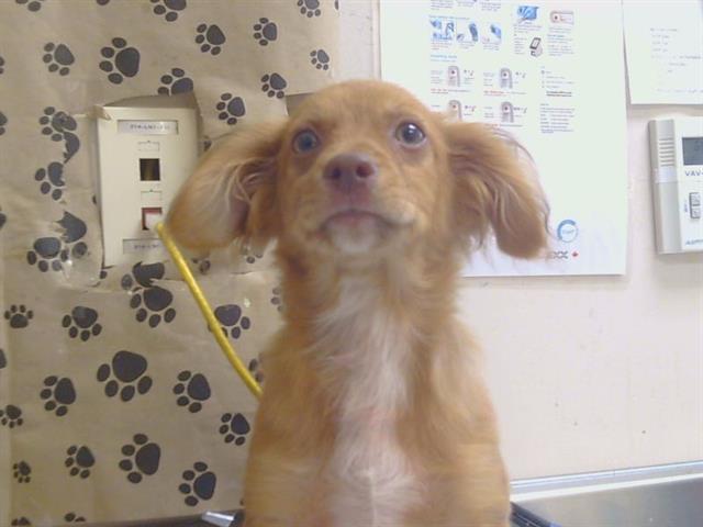 Shelter Stray Male Dog last seen SAN JUAN AVE/MADISON AVE, 95628, 3839 Bradshaw Rd, Sacramento, CA 95827, USA
