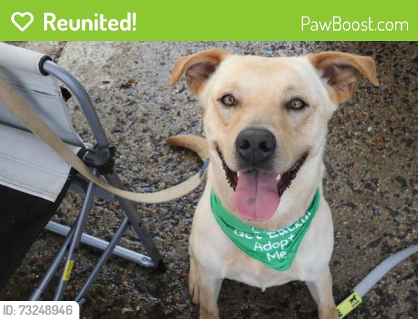 Reunited Male Dog last seen Near Edgewood Ave and Kerwin and seen again at Kinsman View Cir, Silver Spring, MD 20901