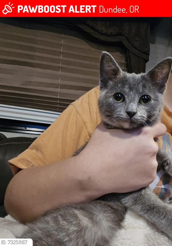 Lost Female Cat last seen Dundee Oregon, Dundee, OR 97115