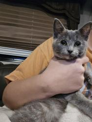 Lost Female Cat last seen Dundee Oregon, Dundee, OR 97115