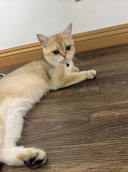 Reunited Female Cat last seen Crest Ln & Peaceful Hills Rd, Walnut, CA 91789