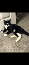 Lost Male Cat last seen Near ridge Ave ,close to C &C creamery area, Philadelphia, PA 19128