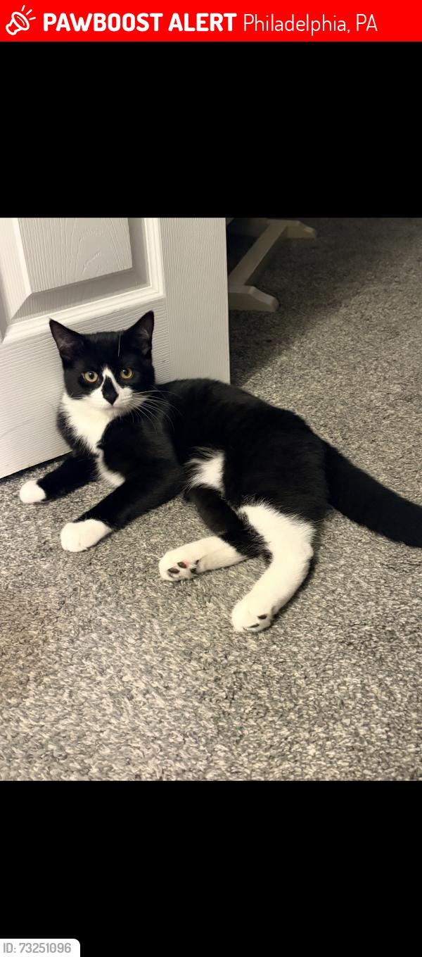 Lost Male Cat last seen Near ridge Ave ,close to C &C creamery area, Philadelphia, PA 19128