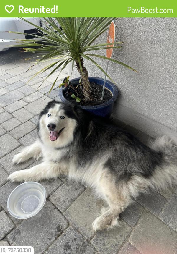 Reunited Male Dog last seen Bevra Avenue, Oxnard, CA 93036