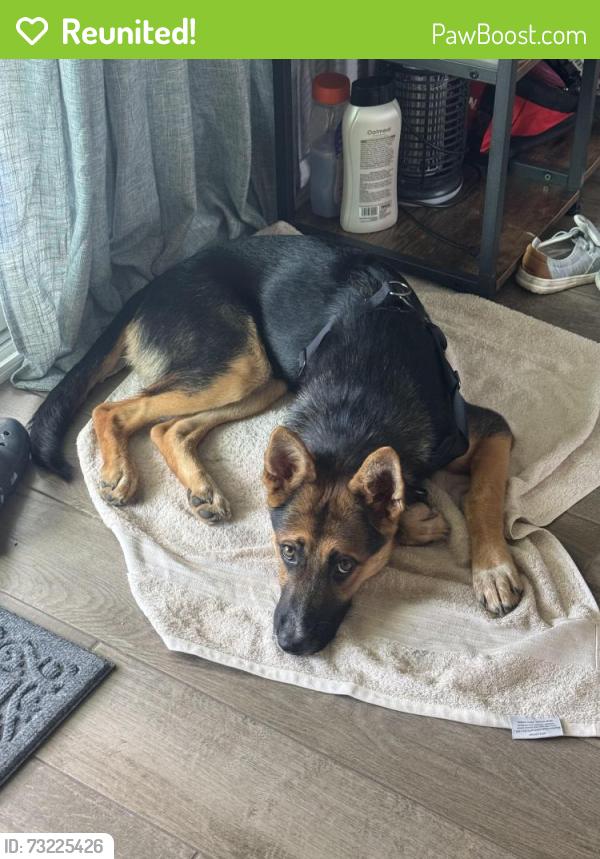 Reunited Male Dog last seen N 40th St & E Yukon St, Tampa, FL 33610