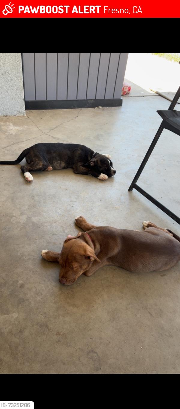 Lost Male Dog last seen Maroa, Fresno, CA 93704